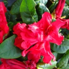 Zwerg-Rhododendron / Rhododendron repens Hybride